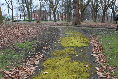 Moss encroaching on an old path